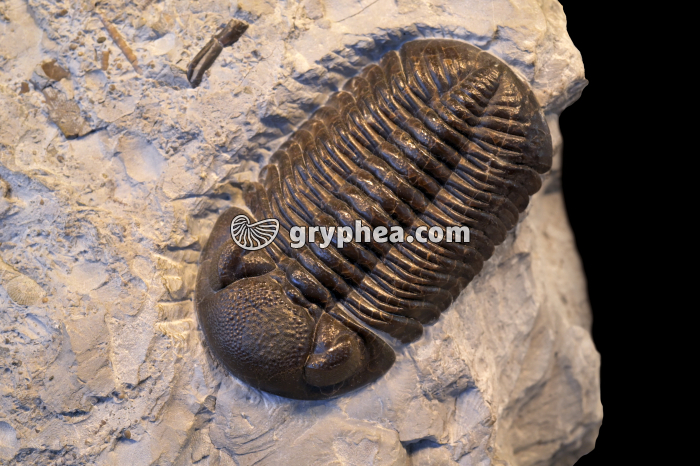 Trilobite (Eldredgeops sp., Dévonien, Ohio, USA) - gryphea.org